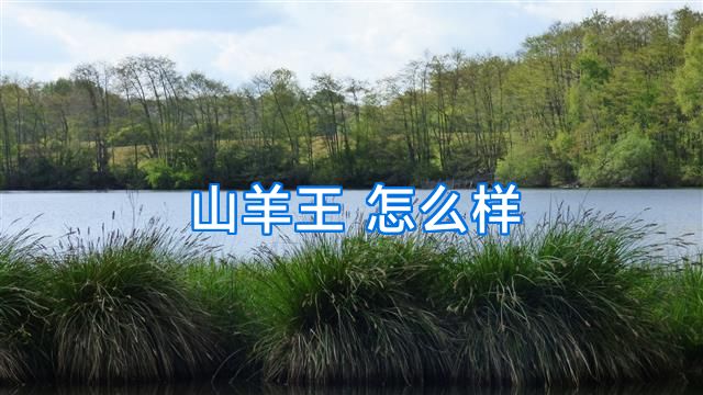 山羊王 怎么样