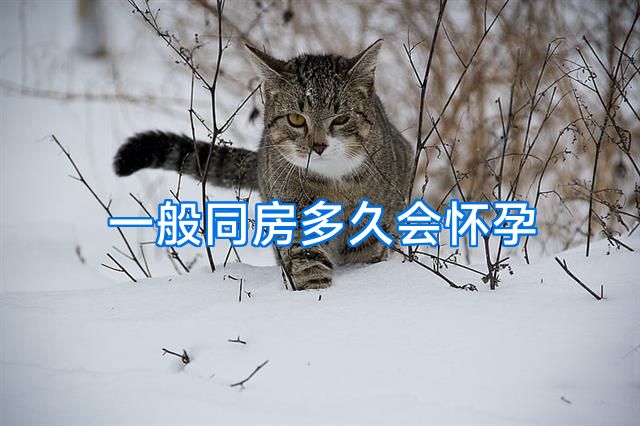 一般同房多久会怀孕