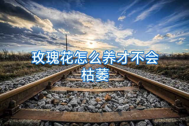 玫瑰花怎么养才不会枯萎