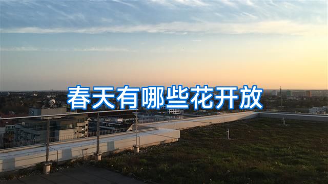 春天有哪些花开放