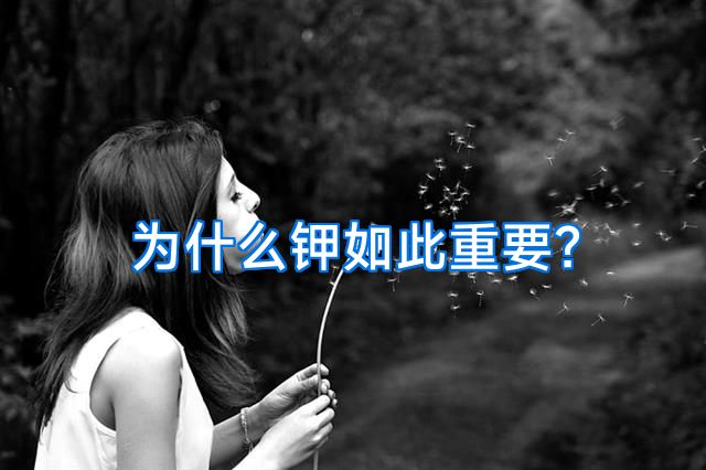 为什么钾如此重要？